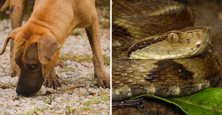 What Oklahoma Dog Owners Should Know About Rattlesnakes And Copperheads