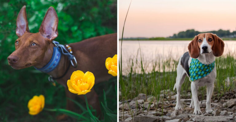 15 Dog Breeds Better Suited To Alabama’s Hot, Humid Summers