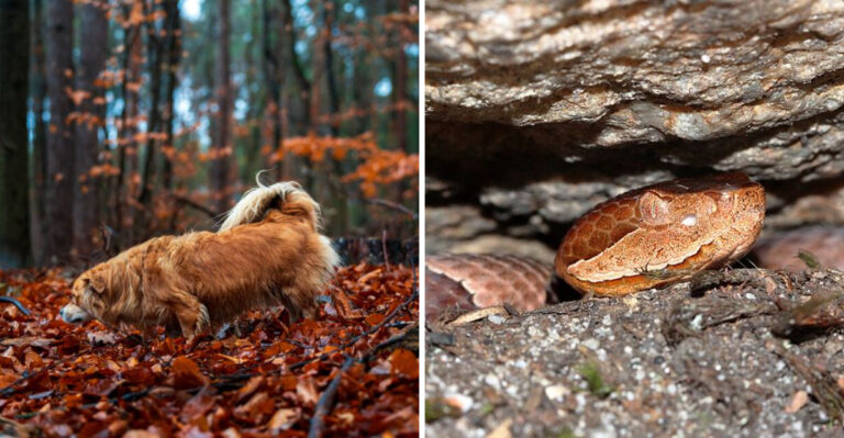 What Georgia Dog Owners Should Know About Copperheads On Suburban And Woodland Trails