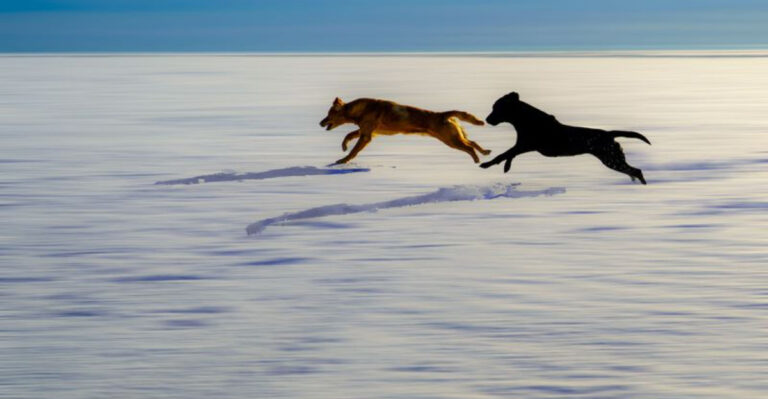 Why Frozen-Lake Season Requires Extra Caution For Minnesota Dog Owners