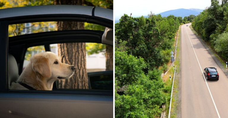 How To Prepare Your Dog For Long Rural Drives Across North Dakota