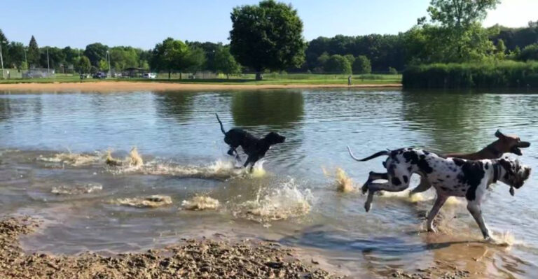 18 Dog-Friendly Splash Spots in Ohio to Beat the Heat