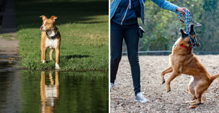 15 Common Mistakes New Dog Owners Make in Georgia