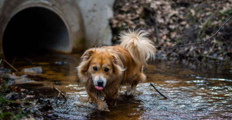 Why Floodwater And Standing Water Require Extra Caution For Mississippi Dogs