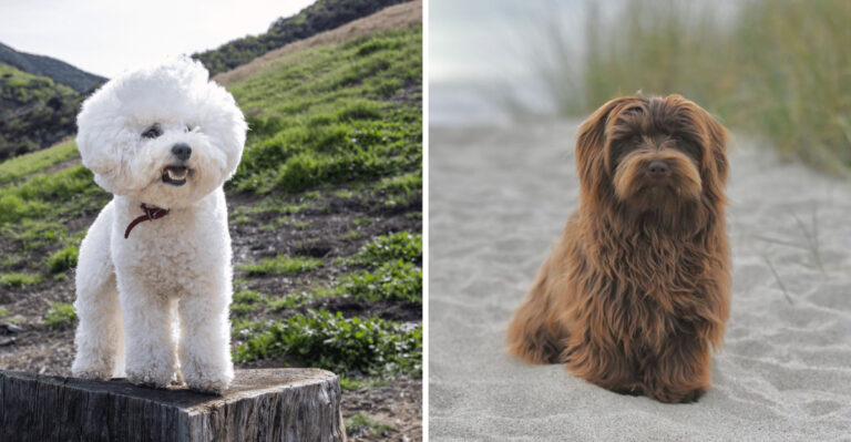 12 Hypoallergenic Dog Breeds Great for California Homes