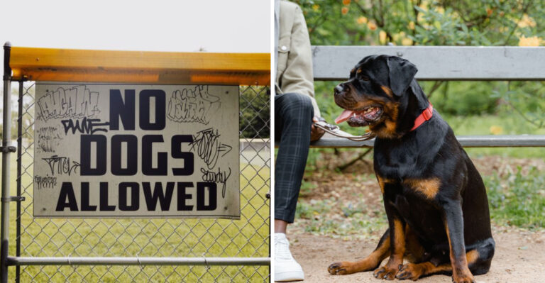 What California State Park Rules Mean When You Travel With A Dog