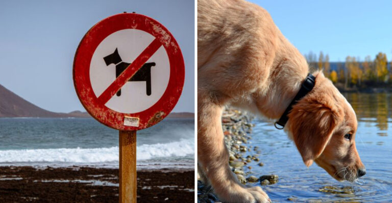 Why Kansas Lake Advisories Matter Before Your Dog Goes Swimming