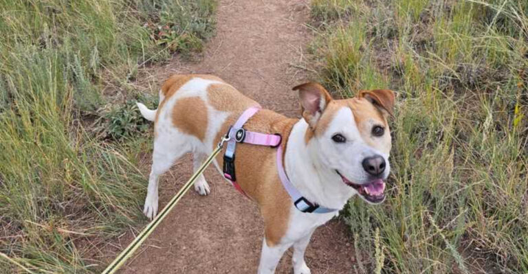 What Oregon Dog Owners Should Know About Hiking Around Wildlife In The Cascades And Coast Range
