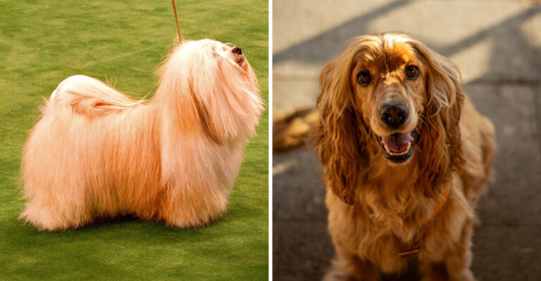 15 Family Dogs That Fit Right Into Life in North Carolina