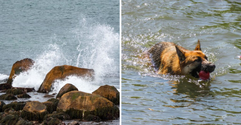 Why Rocky Shorelines And Cold Atlantic Water Change Dog Swim Safety In Rhode Island