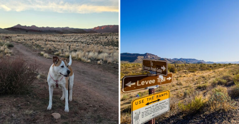 What Arizona Dog Owners Should Know About Rattlesnakes, Scorpions, And Desert Wildlife