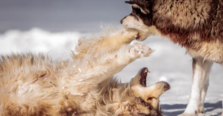 What Florida Law Says If Another Dog Bites Yours