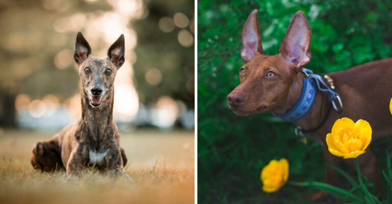 15 Dog Breeds Better Suited To Florida’s Hot, Humid Lifestyle