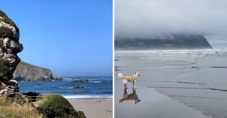 15 Dog-Friendly Beaches Along The Oregon Coast