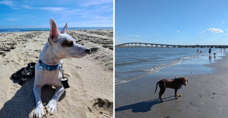 Dog-Friendly Jersey Shore Day Trips After Peak New Jersey Beach Season
