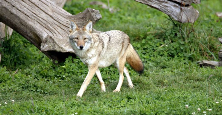 What to Do If a Coyote Shows Up in Your North Carolina Yard (And What You Shouldn’t)