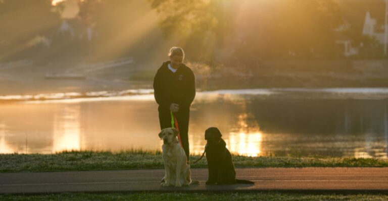 15 Things Every New Dog Owner in Florida Wishes They’d Known Sooner