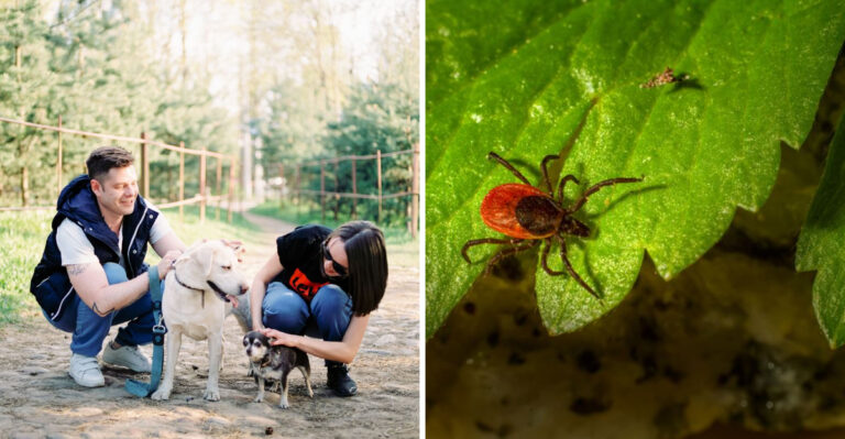 Why Tick Checks Matter After Massachusetts Woods, Fields, And Dunes