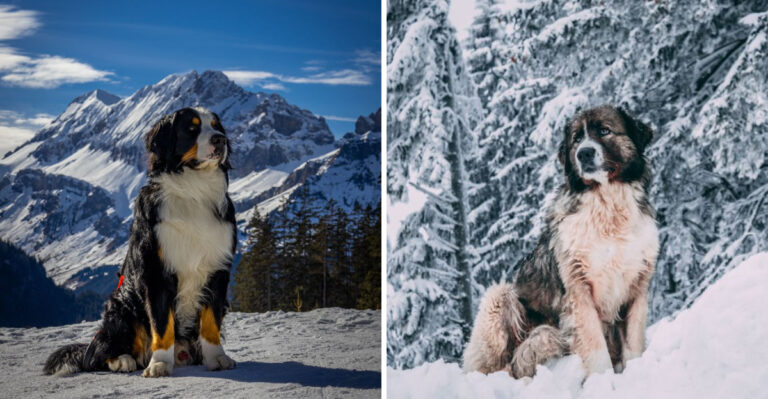 15 Dog Breeds Suited To Wyoming’s Cold, Windy, Open-Space Lifestyle