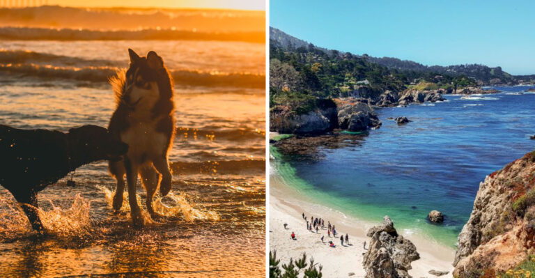 18 California Beaches Where Dogs Rule The Sand