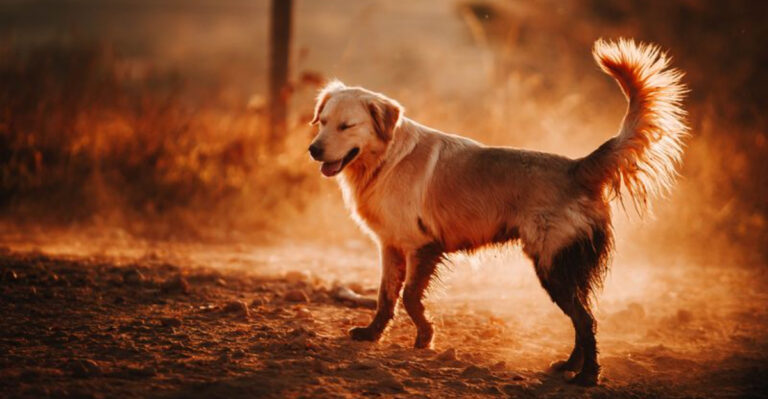 What Arizona Dog Owners Should Know About Valley Fever