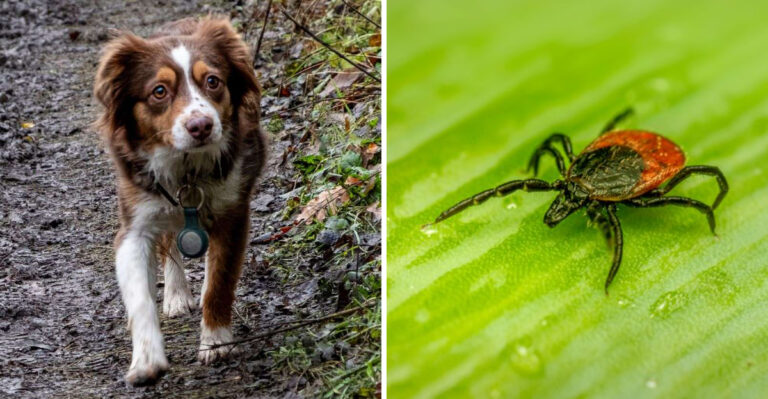 Why Tick Checks Matter After Maryland Woods And Bayside Trails