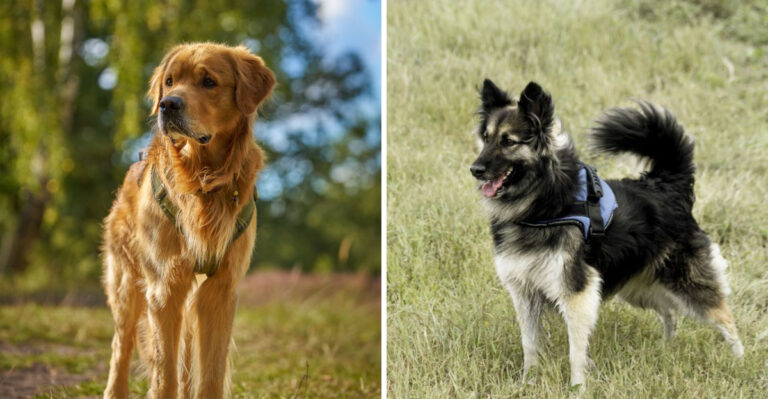 20 Dog Breeds Made for the Colorado Climate