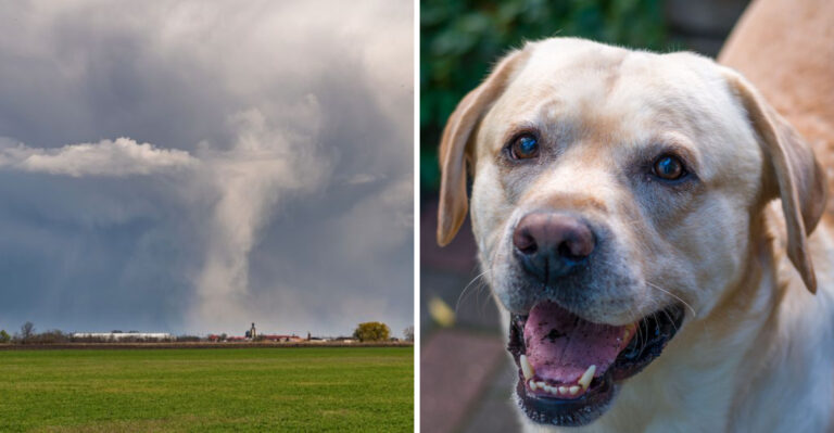 How Tornado Warnings Change Emergency Planning For Indiana Dog Owners