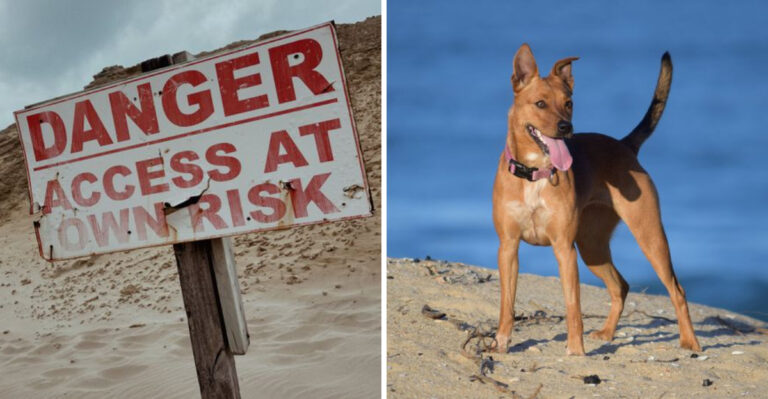 What To Know Before Camping Near The Delaware Coast With Your Dog