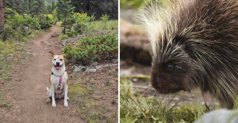 What Maine Dog Owners Should Know About Porcupines On Forest Trails