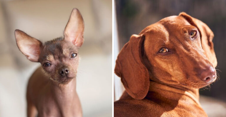 17 Dog Breeds Better Suited To Louisiana’s Heat And Humidity