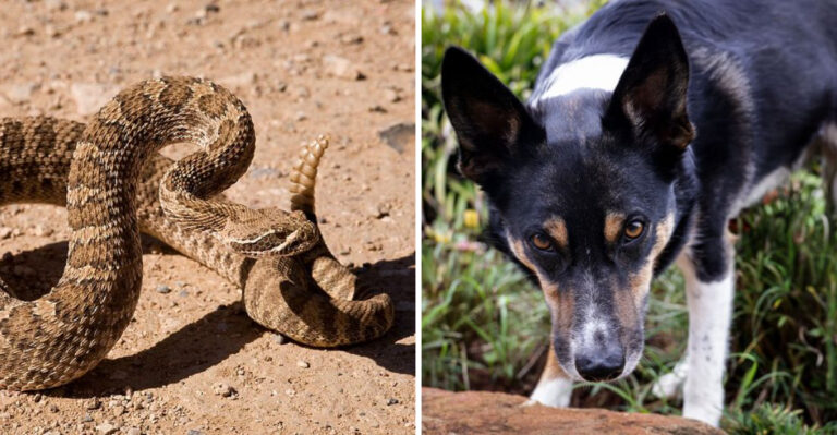 What North Dakota Dog Owners Should Know About Prairie Rattlesnakes In The West