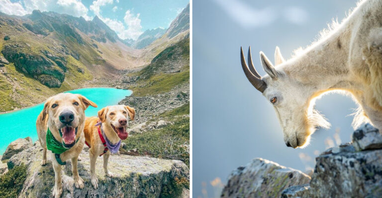What Washington Dog Owners Should Know About Mountain Goats On Alpine Trails
