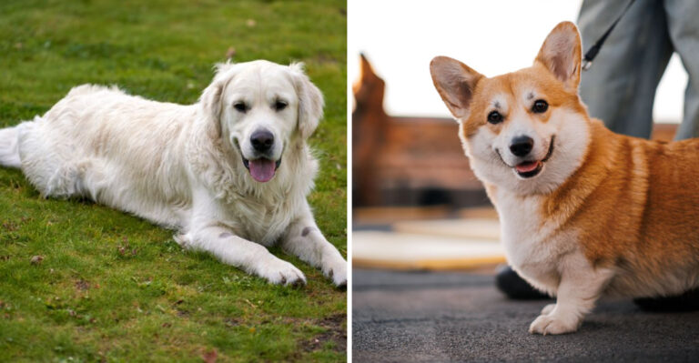 15 Dog Breeds That Fit New York Living From Apartments To Upstate Acreage