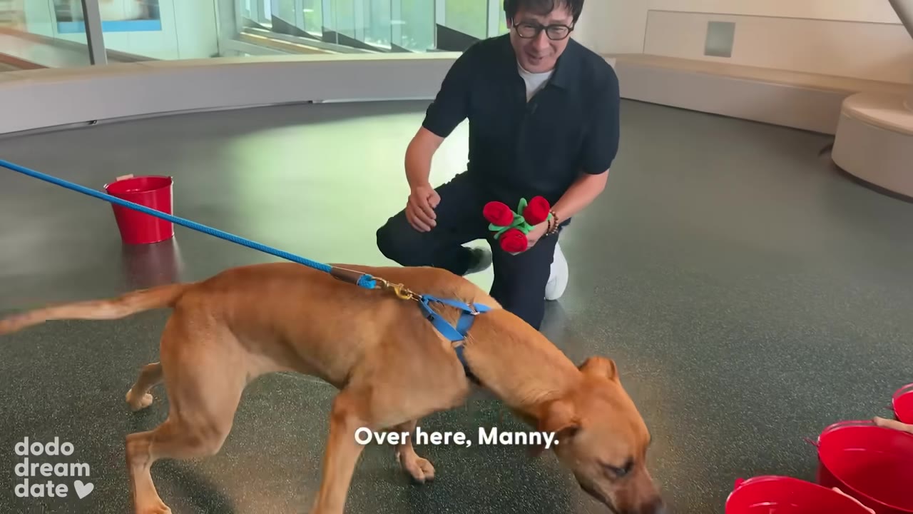 A large, light-brown dog named Manny wearing a blue harness and leash walks on a grey floor while a man in glasses kneels behind him holding plush red roses.