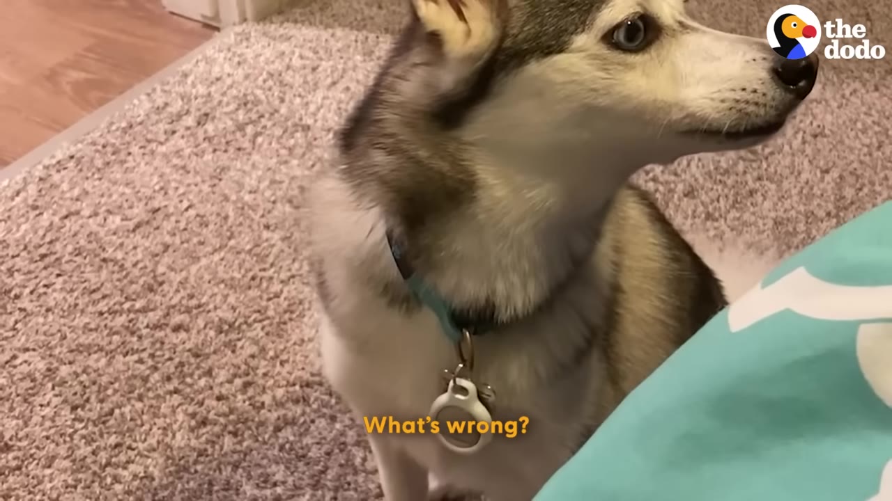 A husky dog with blue eyes sits on a carpeted floor next to a blue blanket, looking attentively to the side.