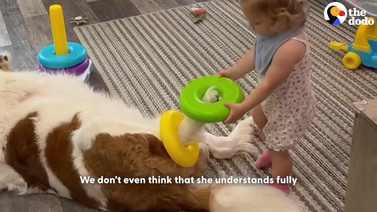 A toddler girl in a floral dress slides a green toy ring onto the leg of a large brown and white dog lying on the floor.