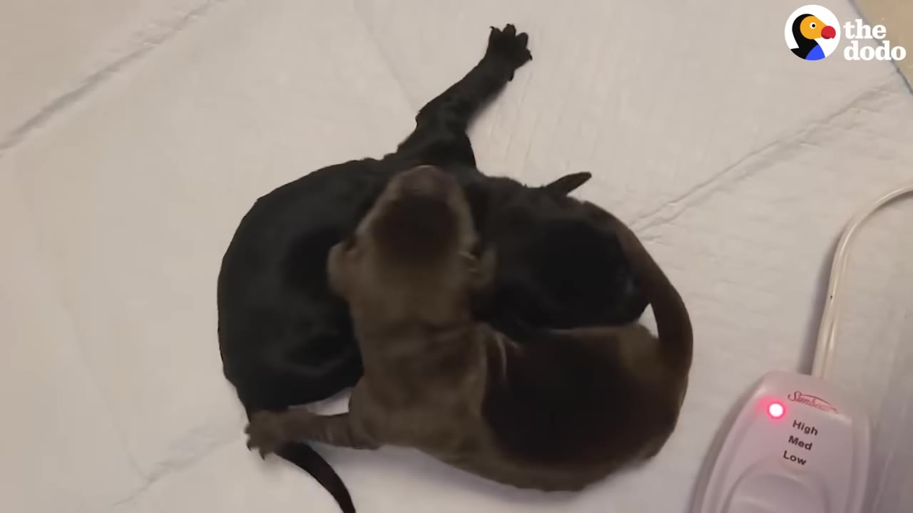 A black puppy and a brown puppy cuddle and play together on a white puppy pad.
