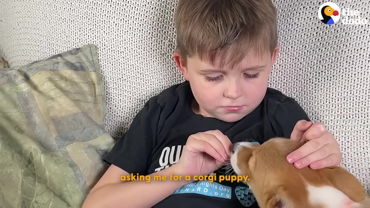 A young boy sits on a couch, gently holding and looking down at a small brown and white corgi puppy.