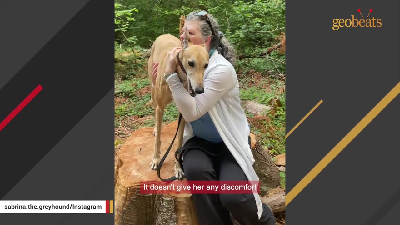 A woman with grey hair hugs a tan greyhound standing on a large tree stump in a wooded area.