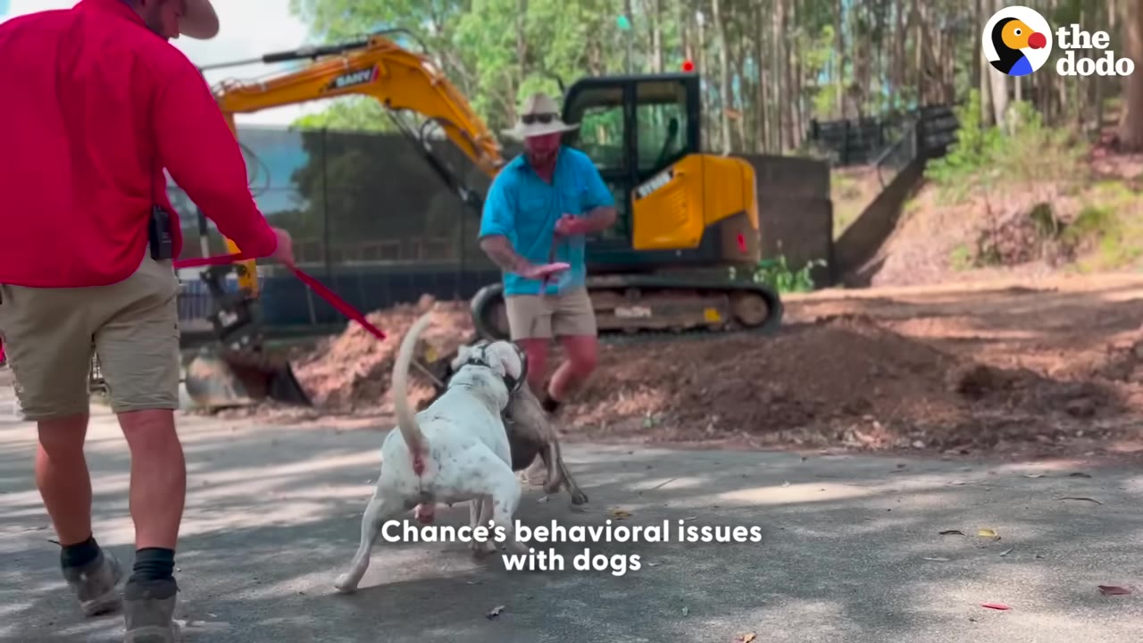 A white dog on a red leash lunges aggressively toward another dog held on a leash by a handler, with a yellow excavator in the background.