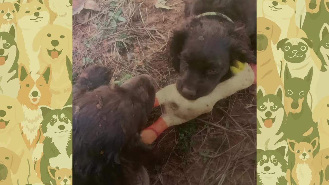 Two small, dark-furred puppies lying on the ground, playing together with a rubber toy.