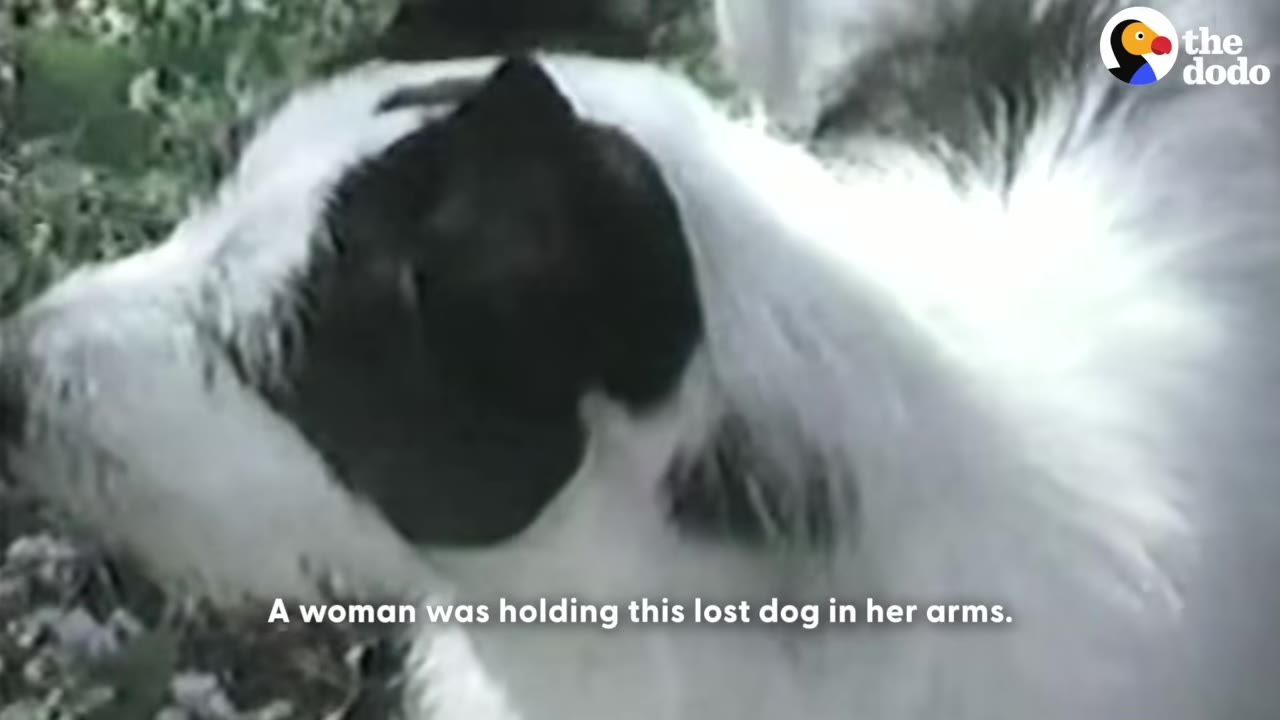 A close-up shot of a black and white dog being held, with text overlay reading 'A woman was holding this lost dog in her arms.'