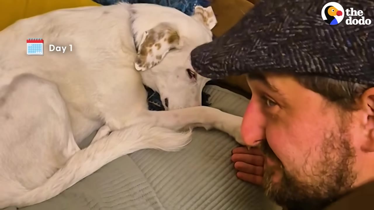 A white dog lies curled up on a dog bed on 'Day 1' while a man in a flat cap looks closely at him.