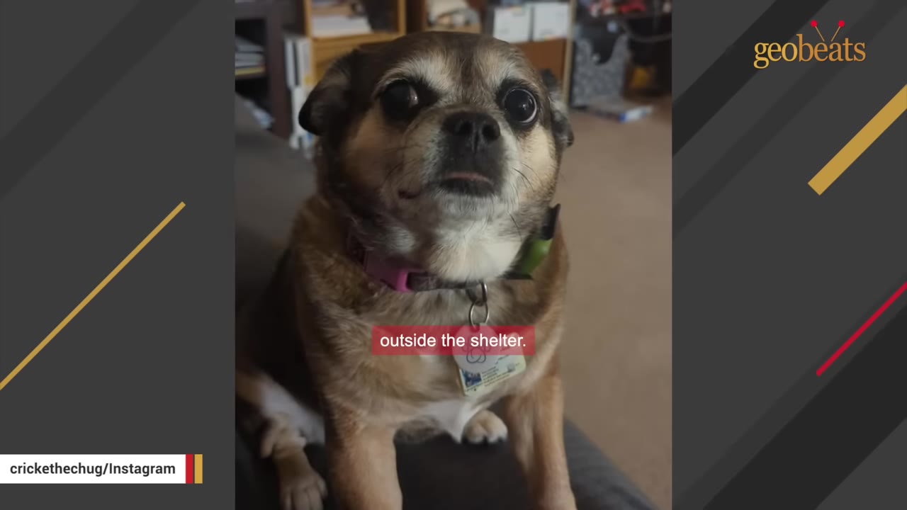 A small brown and black dog with large dark eyes sits indoors, looking directly at the camera with a caption that reads 'outside the shelter.'