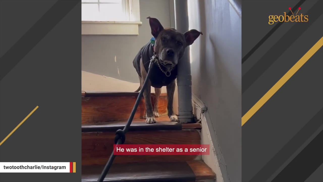 A brindle senior dog wearing a black vest stands hesitantly on wooden stairs, looking directly at the camera with a concerned expression.