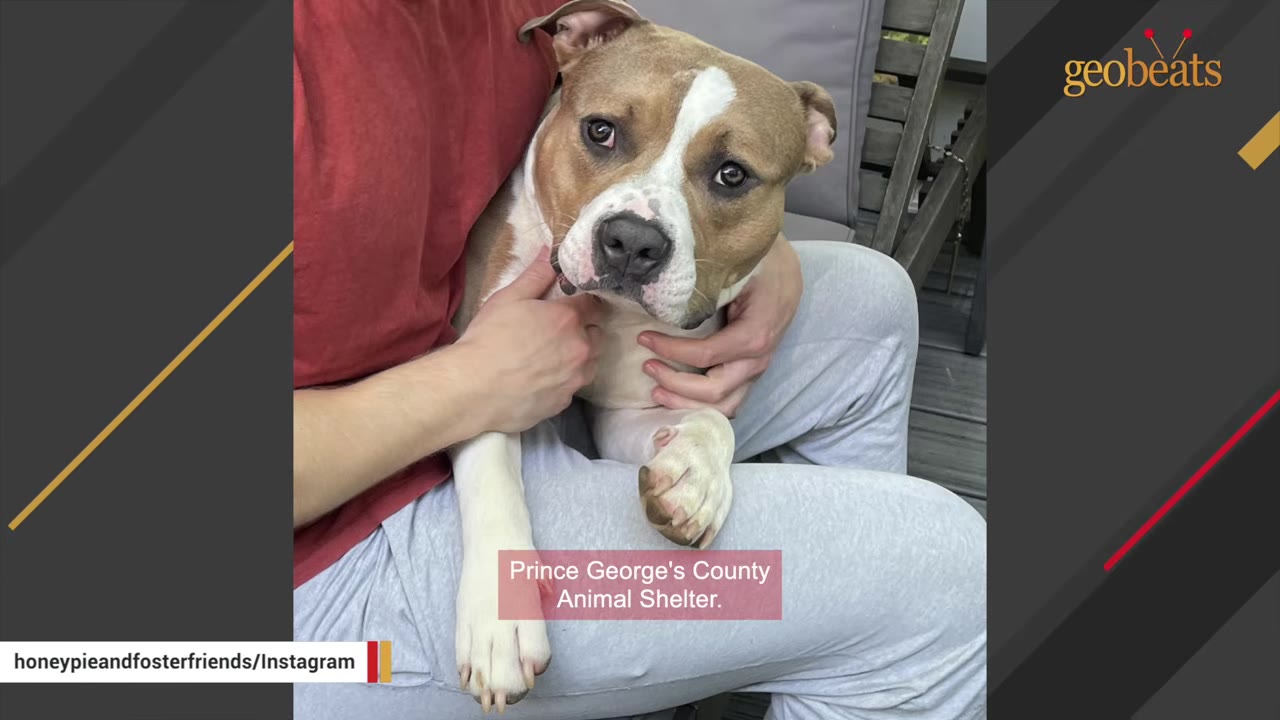 A brown and white dog with sad eyes sits in the lap of a person wearing a red shirt and grey sweatpants.