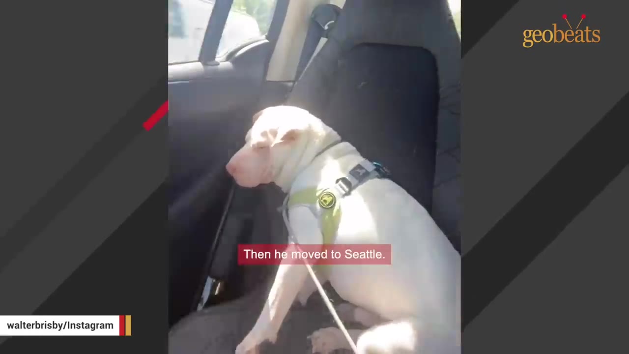 A light-colored dog wearing a green harness sits in the passenger seat of a car during a journey.