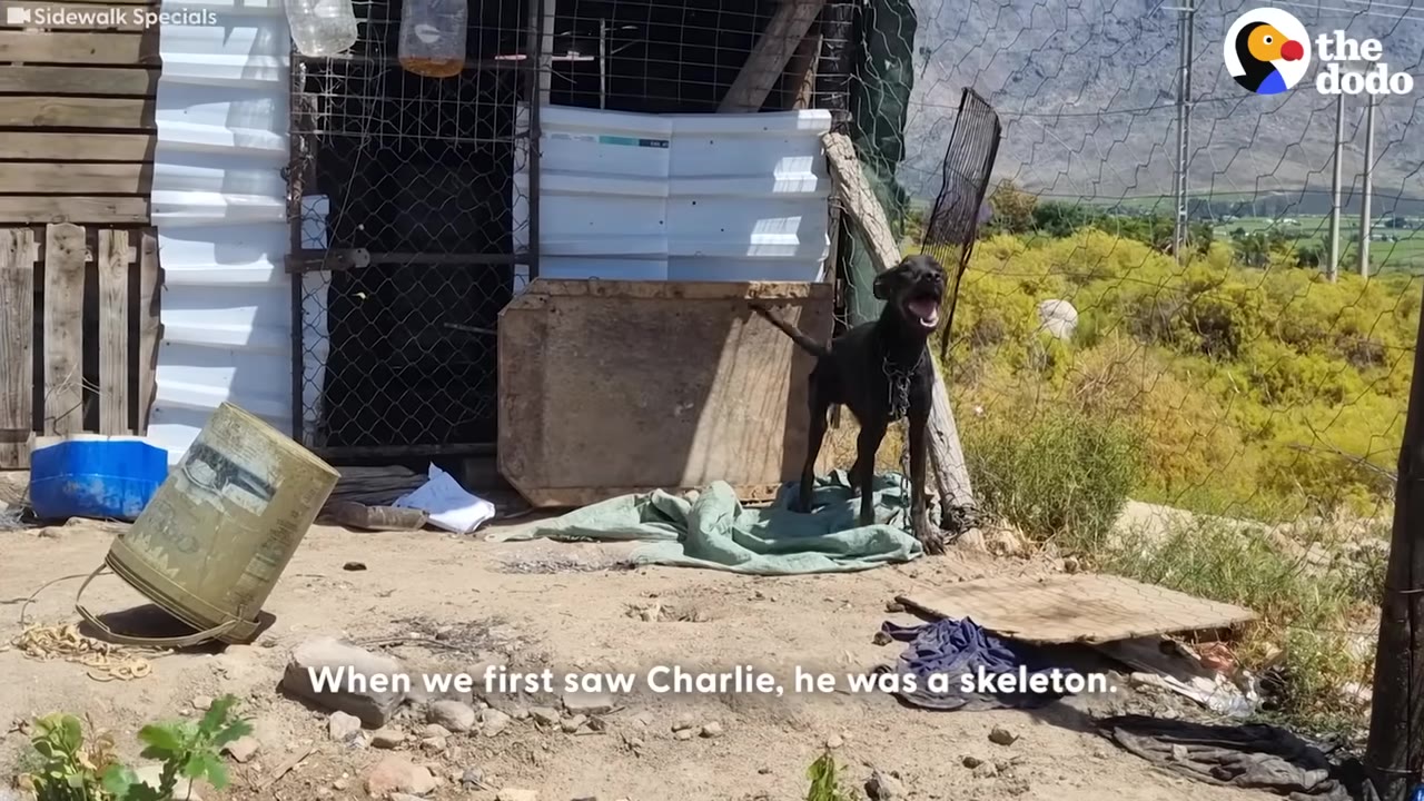 A thin black dog chained outside a makeshift shelter barks under the hot sun.
