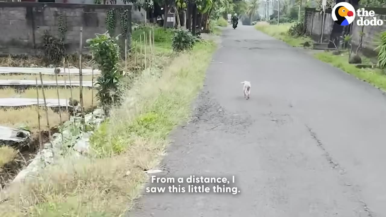 A small, white, stray dog walking down the middle of a paved road in the distance.